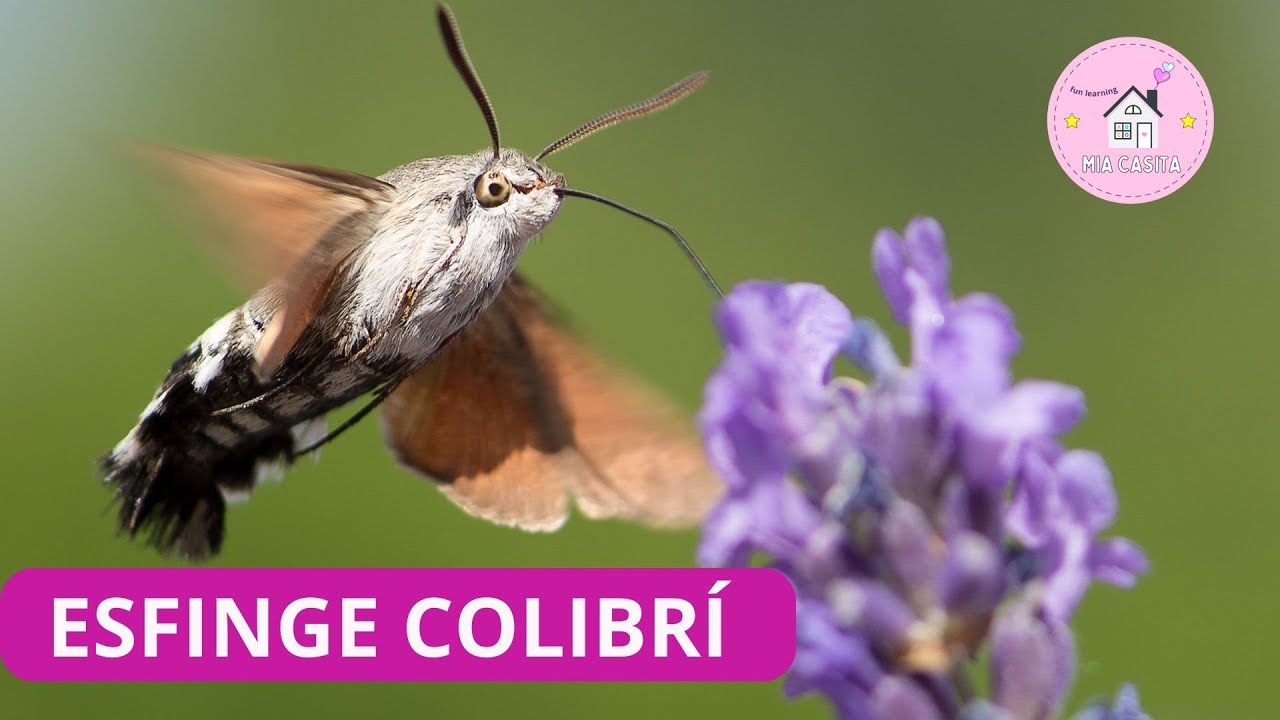 ¡La Esfinge Colibrí y sus 5 características principales! 🦋- The Hummingbird Hawk-Moth 
