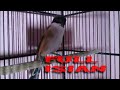 Pancingan Cendet Gacor Isian Kenari Lovebird Dan Suara Lain Mp3 - Mp4 Download