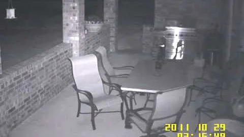 Feral Hogs in Backyard