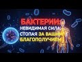 Бактерии: невидимая сила, стоящая за вашим благополучием.