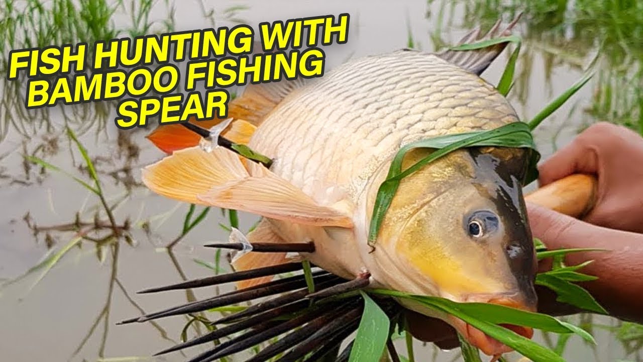 Fish Hunting With Bamboo Fishing Spear | Primitive Style Fish Catching In Village