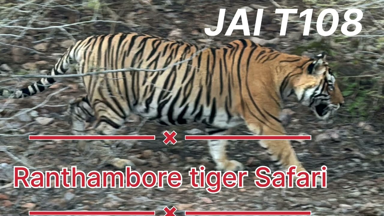 Jai Male Tiger the Son of T8 Ladali. Dominant Big Male Tiger of Zone 6 to 10