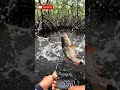 strike ikan toman brutal dalam hitungan detik.