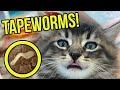 Ew! These Kittens Have Tapeworms in their Poop! (Learn how to identify and treat tapeworms!)