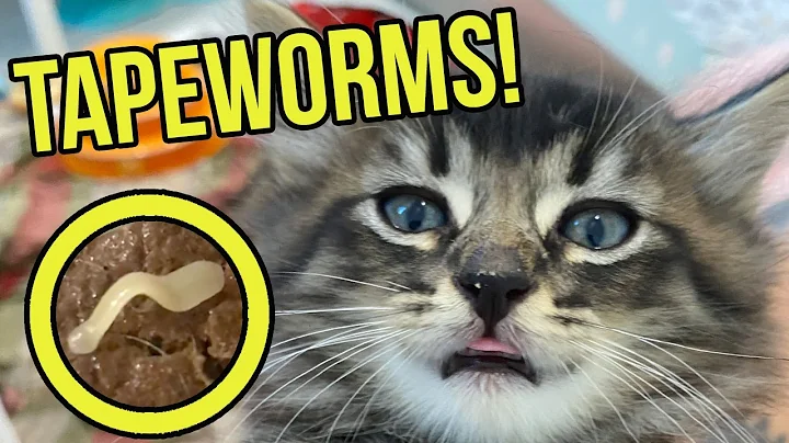 Ew! These Kittens Have Tapeworms in their Poop! (Learn how to identify and treat tapeworms!) - DayDayNews