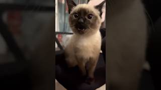 The voice is as crisp as a cookie🎀 #cat #catshorts #catvideos #cute #funny