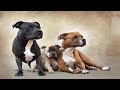 Les staffordshire bull terriers et les personnes seules  un soutien inconditionnel