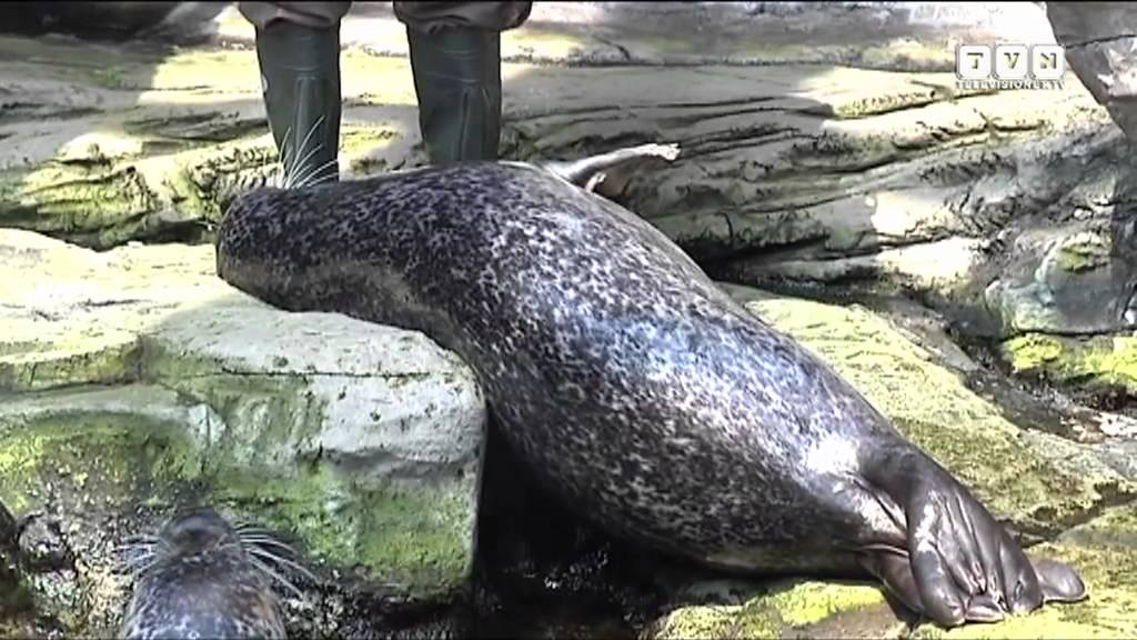 Lamantini, foche e pinguini - Dietro le quinte dell'Acquario di Genova