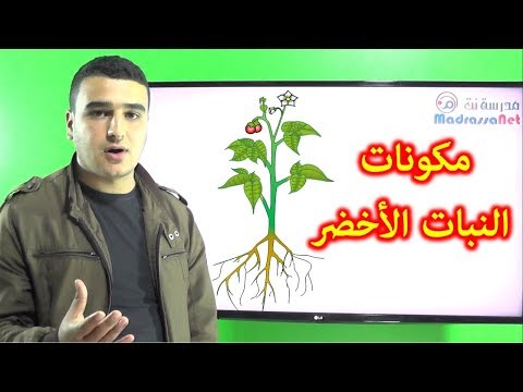 مكونات النبات الأخضر