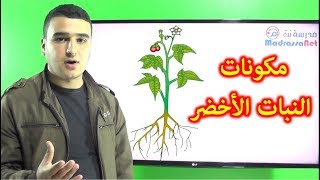 مكونات النبات الأخضر