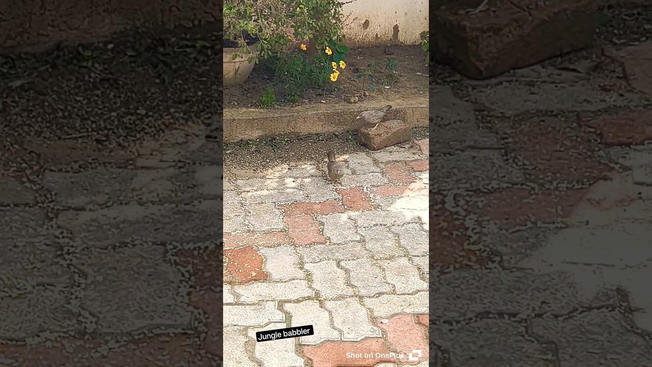 Junglebabbler bird 🐦 