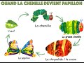 La chenille qui fait des trous cycle de vie du papillon maternelle