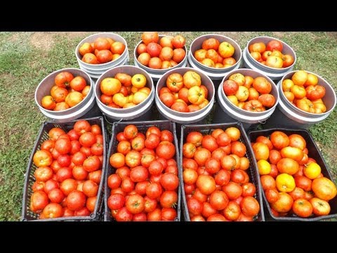 8 Bushel Tomato Harvest - Mission Accomplished