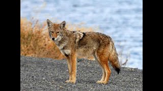 RI.3.9 Comparing and Contrasting Two Texts on the Same Topic