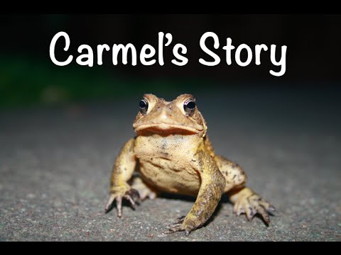 egyptian toad care Carmel's Story