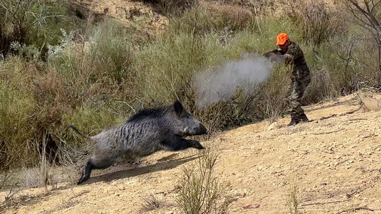 Chasse Sanglier au maroc Wild Boar Hunting 20242025 (Partie 16) 🐗 — free download