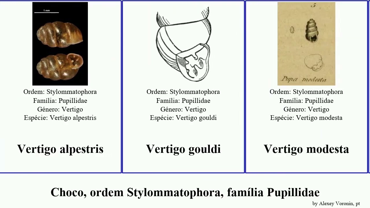 Choco, ordem Stylommatophora, família Pupillidae vertigo mollusca modesta pygmaea alpestris gouldi