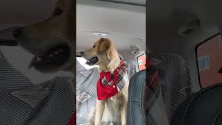 He Can Sing And Talk