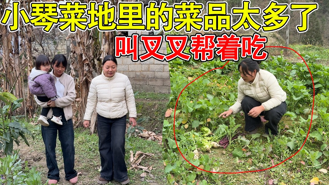 小琴菜地里的菜多到吃不完，叫叉叉赶紧帮着吃！不然全部坏地里了  太可惜了，和好朋友住一起太幸福了！！！
