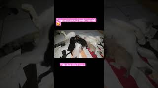 Totalitas Emak Emak Menyusui Sampai Ngangkang