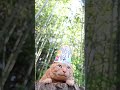 ご当地の一杯　横浜　豚骨醤油ラーメン　260704　 #cat　 #cute　 #のせ猫　 #cutecat　 #ネコ #猫のいる暮らし　 #ご当地の一杯　 #kitten　 #豚骨醤油ラーメン