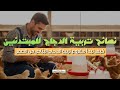 نصائح تربية الدجاج للمبتدئين كيف تبدأ مشروع الدجاج البياض من الصفر وتحصل على إنتاج وفير من البيض 