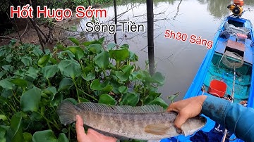 Kích Cá Lúc 5h30 Sáng Lúc Những Bầy Cá Khủng Ra Ăn Móng | Kích Cá Miền Tây | Catch Fish