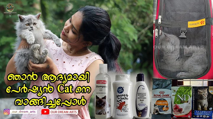 Video 169911: persian cat first, best kitten food