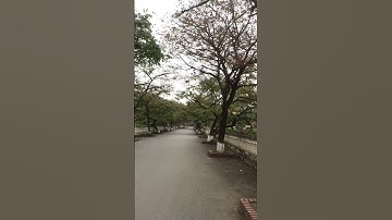 Nay đi qua trường THPT Nguyễn Văn Cừ - Gia Lâm #shorts #short