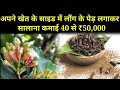Laung ki kheti kaise ki jaati Hai ||long ka ped khet mein lagakar salana kamae 40 se 50 hajar|
