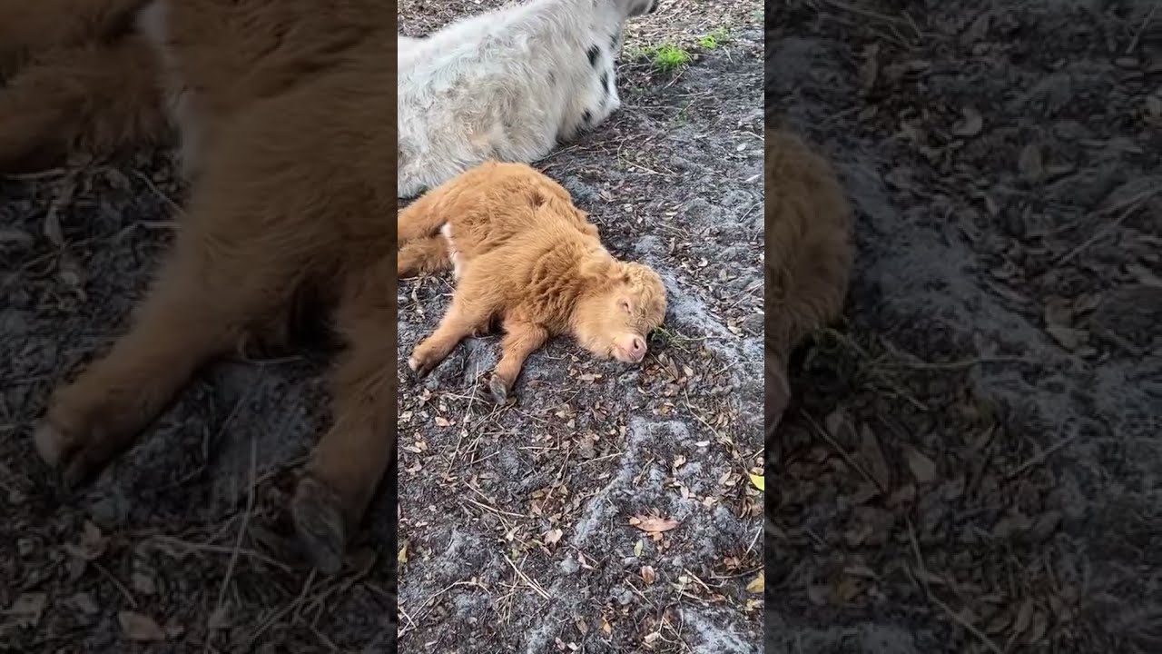 Gravy The Mini Cow Just Wants Some Down Time