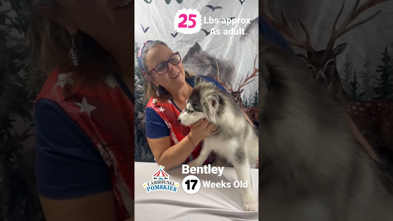 Bentley the pomsky puppy will make the perfect pet 🐶
