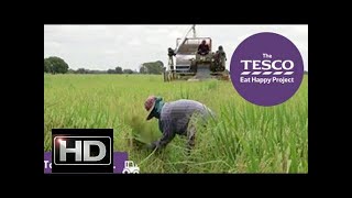 Remarkable Rice with experts from the Netherlands and Thailand@