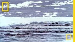 Narwhals | National Geographic Resimi