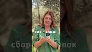 Сбор оливок и елей помазания