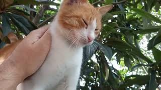 Feeding a cute hungry cat | Cat massage