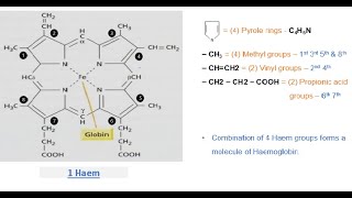 Hemoglobin structure | Oxygen transport and storage system | Bio science