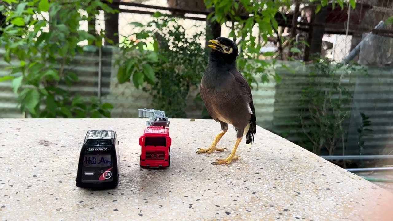 Nhớ con sáo nghệ, dữ như quỷ, lúc này ảnh xổ lồng, nhưng không bay mà cứ đứng gần con cưỡng bạn nó