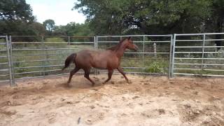 Red roundpen 08 23 15