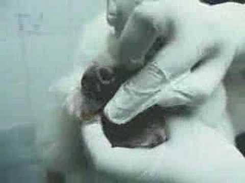 Higiene dental canina