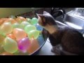 Munchkin Cat Pops Water Balloons