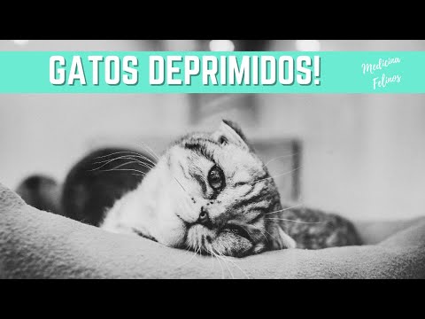 Vídeo: Por que meu gato mia triste?