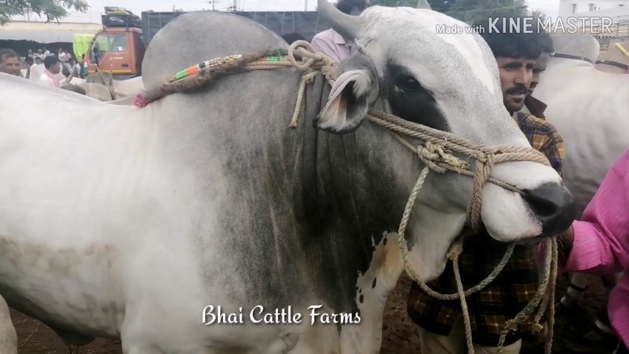 PUNGANUR Cow Market /Big size Ongole Bulls and Hallikar Bulls line up at Punganur Cow Mandi
