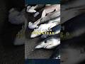 為什麼台灣要捕撈鯊魚？ #2025lexusmyfilm #lexustw #我的價值我主張 張 #海邊過日子 #fishing
