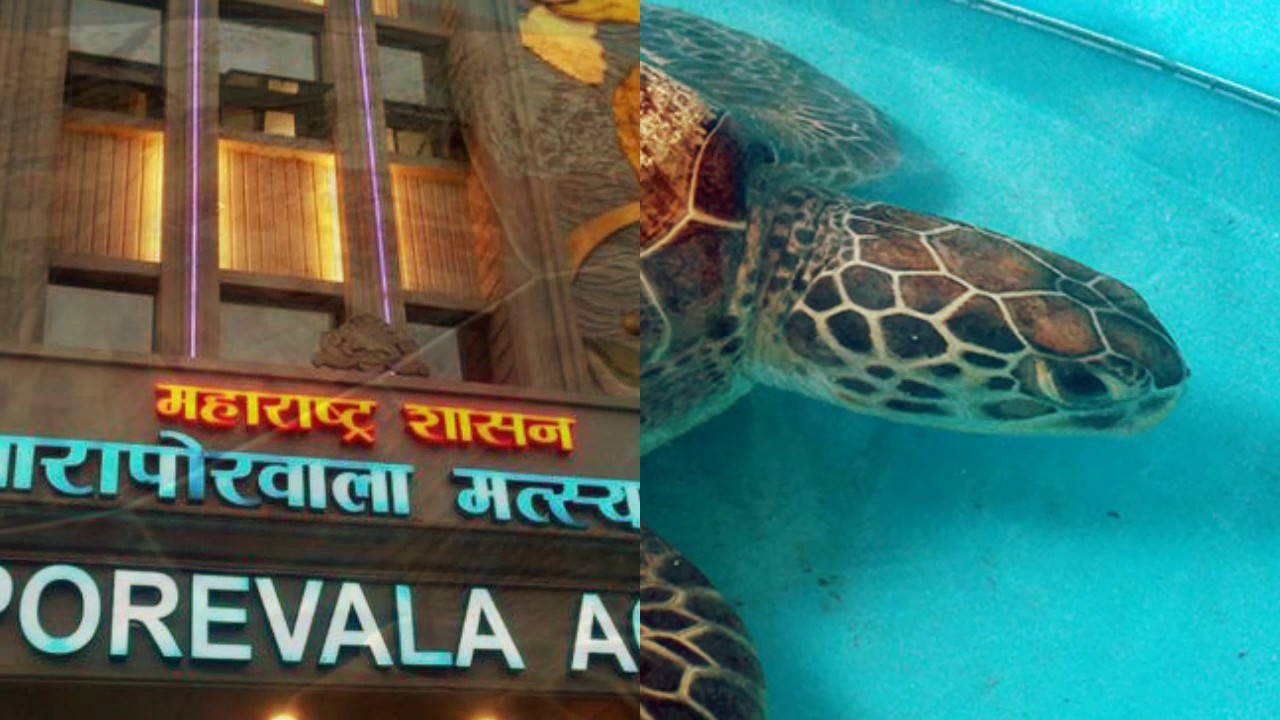 Taraporevala fish aquarium, Mumbai , Best place of mumbai , gujarat