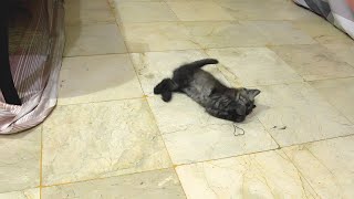 Adorable Kitten Playing with Ball for the First Time!