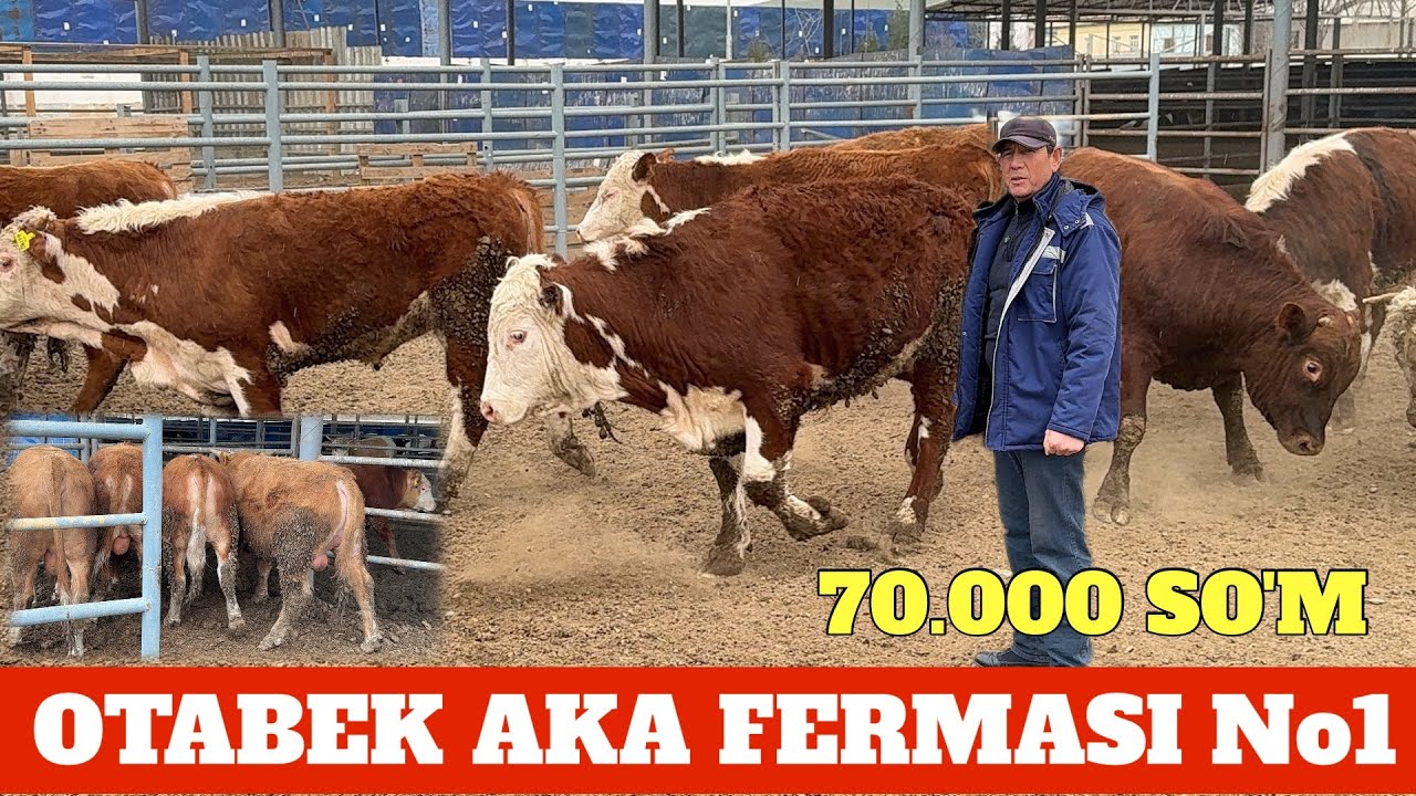 OTABEK AKA 34 BOSH BUQALARINI TAROZIGA 70.000 SO'M PALTARASHKALA KO'TARGANIGA 