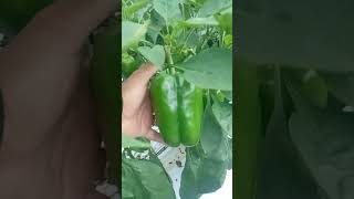 Pontos Importantes no Cuidado do Pimentão Para Ter Frutos Grandes e de Qualidade 🌶️