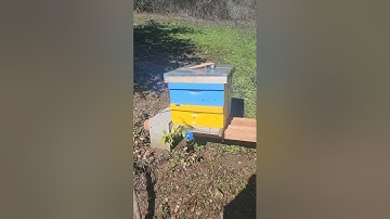 Moving Our Bee Hive! Bees started going back to the Old Location 🤦🏻‍♀️ #beekeeping #beekeeper #bee