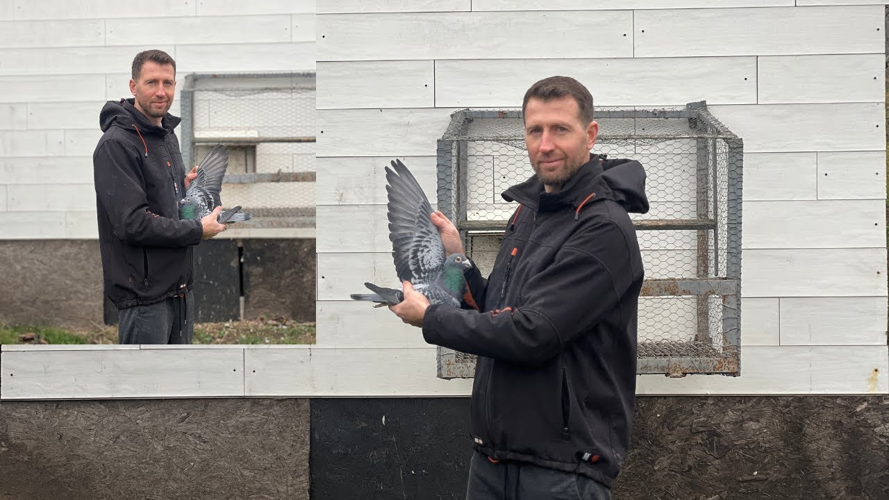 Busu John - Locul 2 National Fond/Puii -100% Stichelbaut ( +metoda de pregatire, hrana & suplimente)